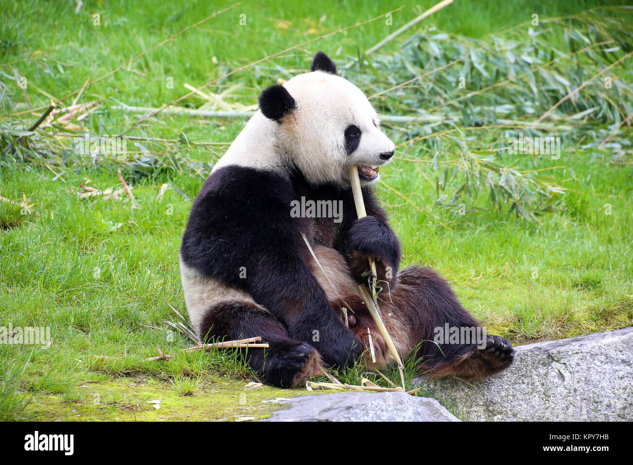 Panda in Nahaufnahme Stockfoto