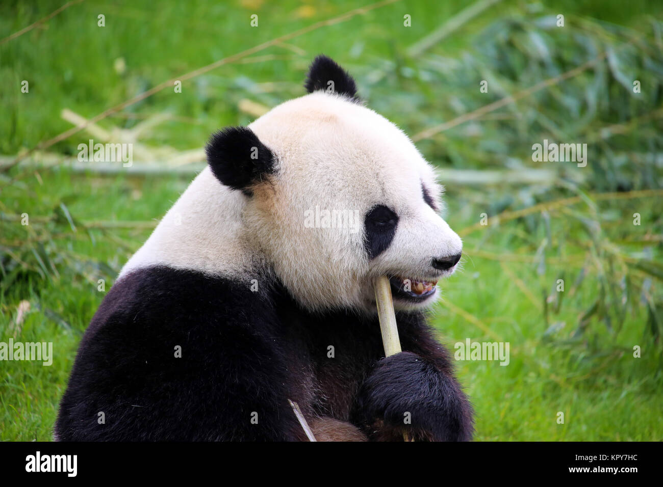 Panda in Nahaufnahme Stockfoto