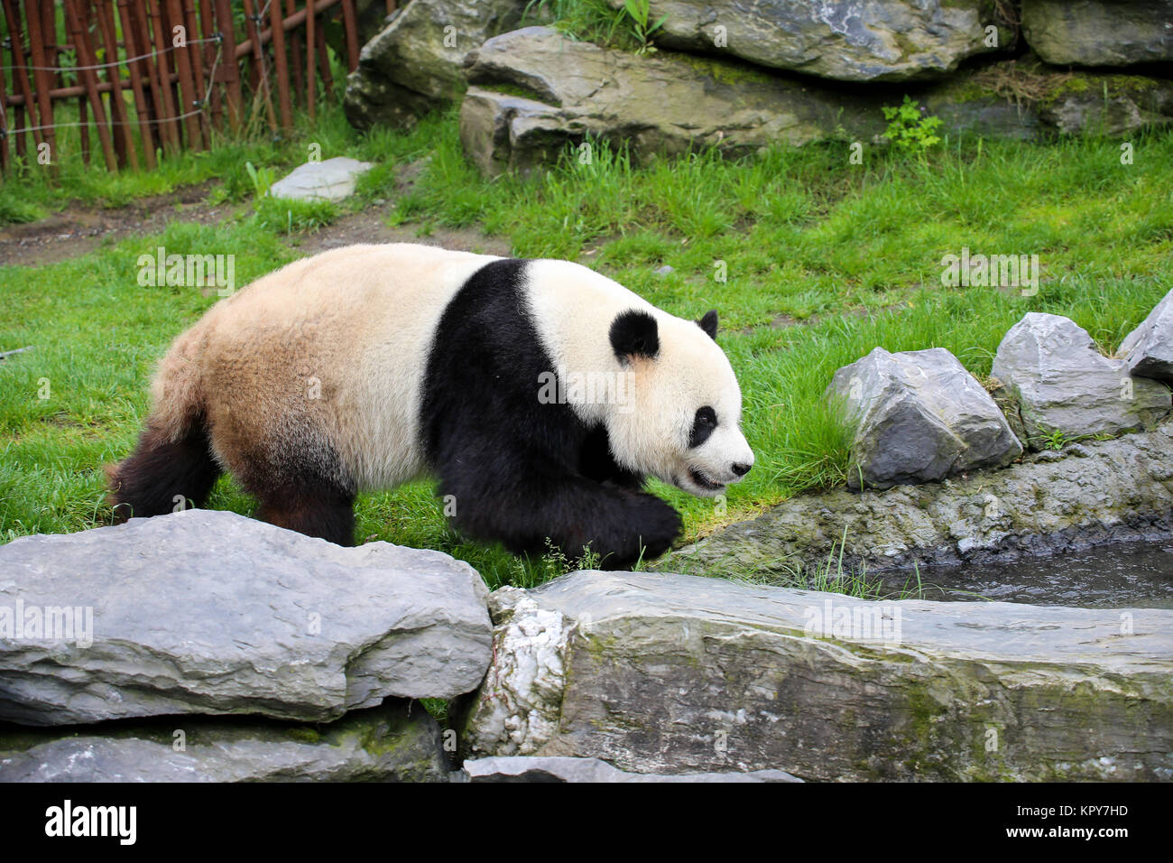 Panda in Nahaufnahme Stockfoto