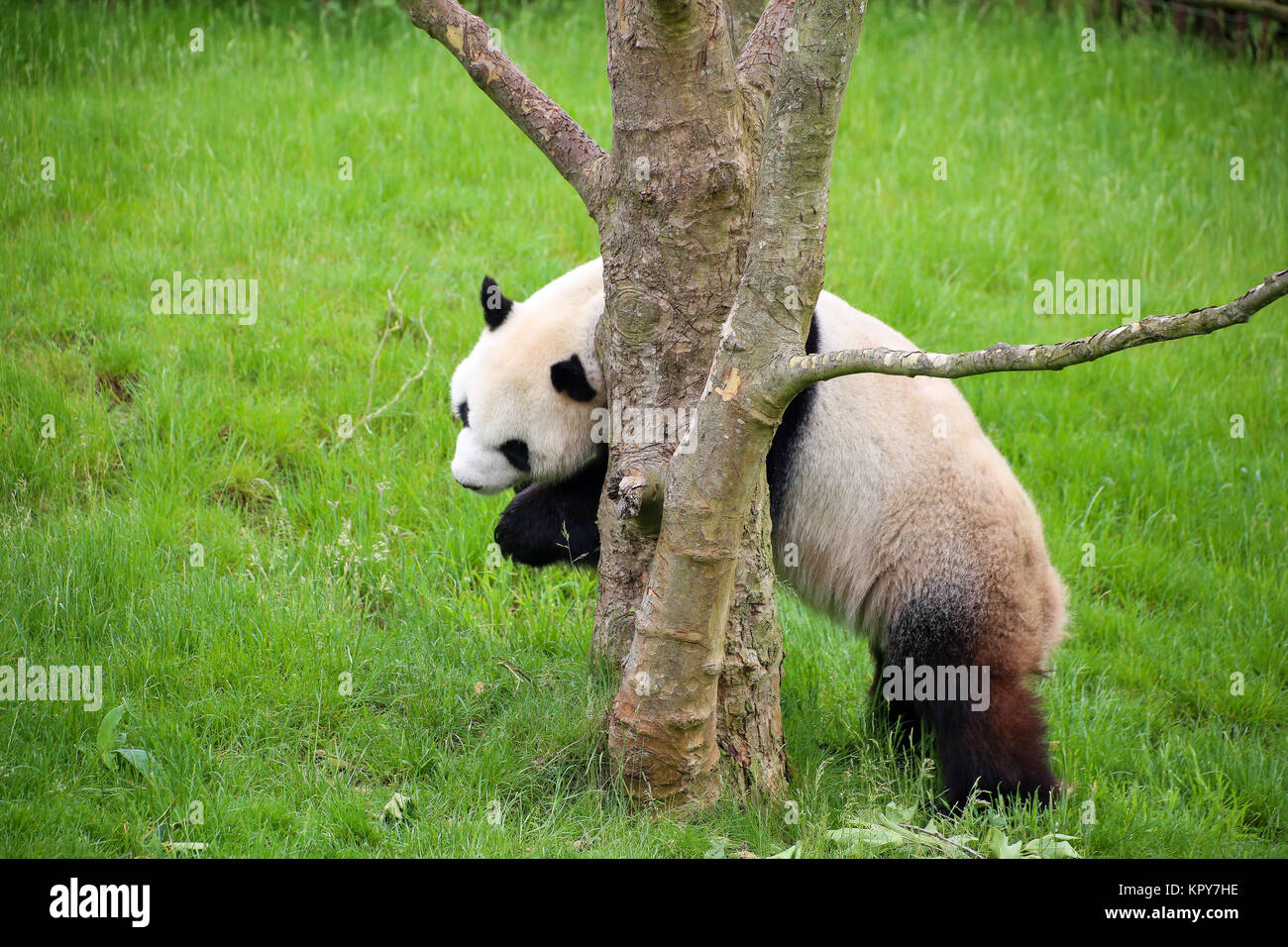 Panda in Nahaufnahme Stockfoto