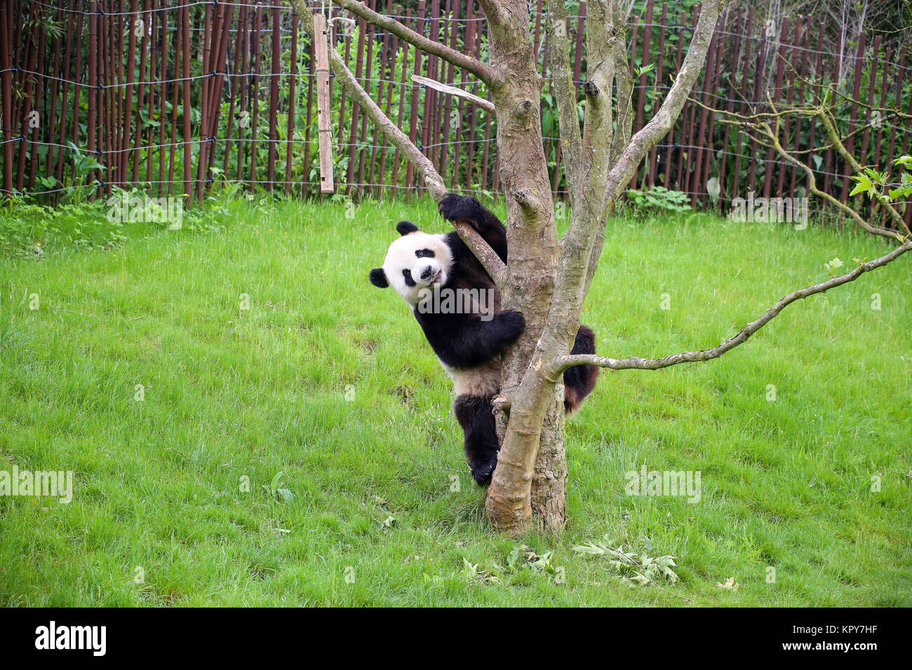 Panda in Nahaufnahme Stockfoto