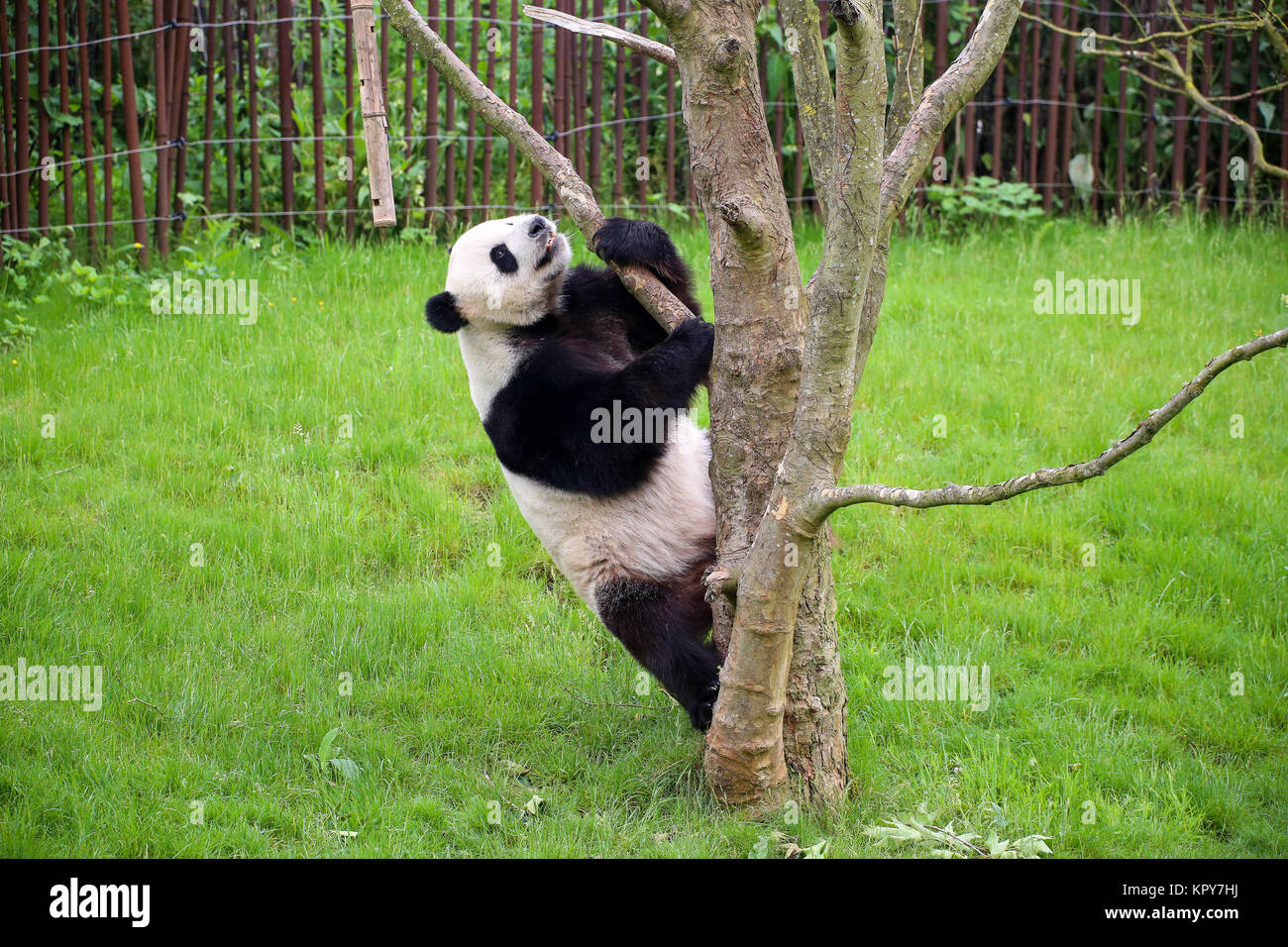 Panda in Nahaufnahme Stockfoto