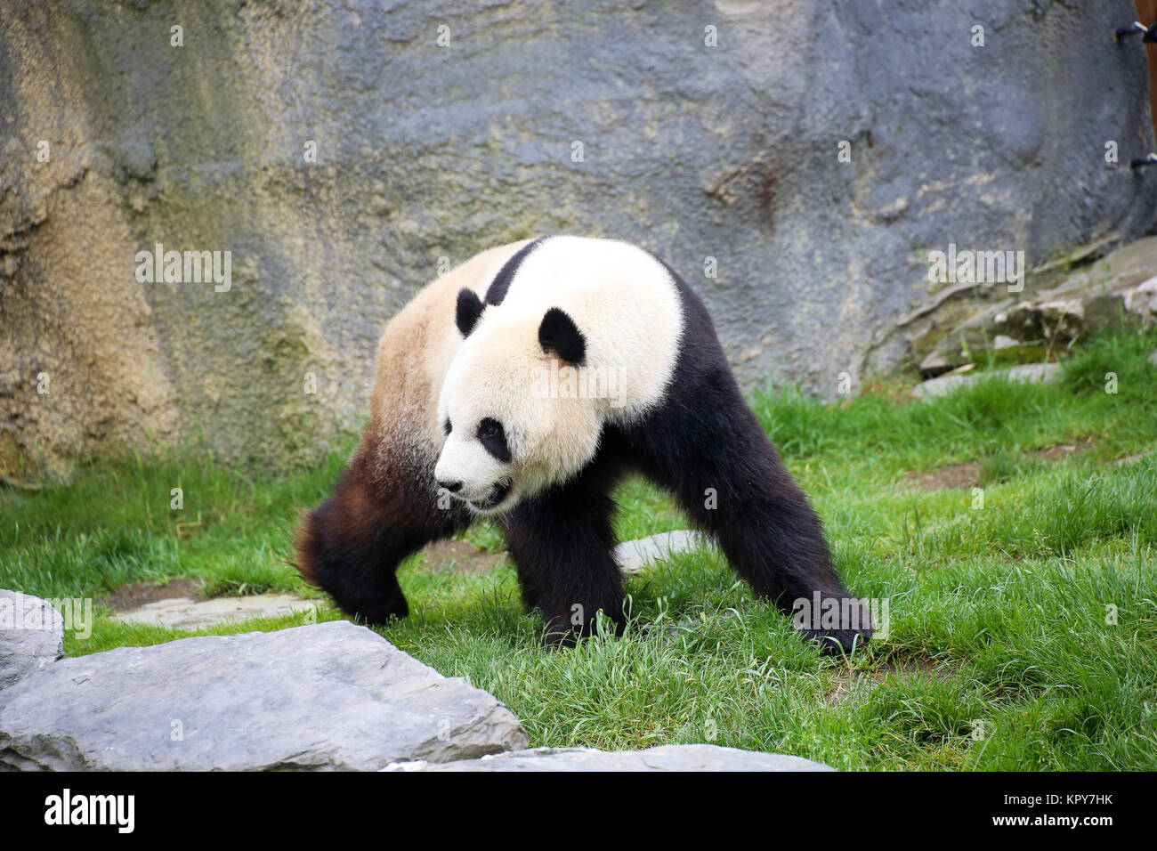 Panda in Nahaufnahme Stockfoto