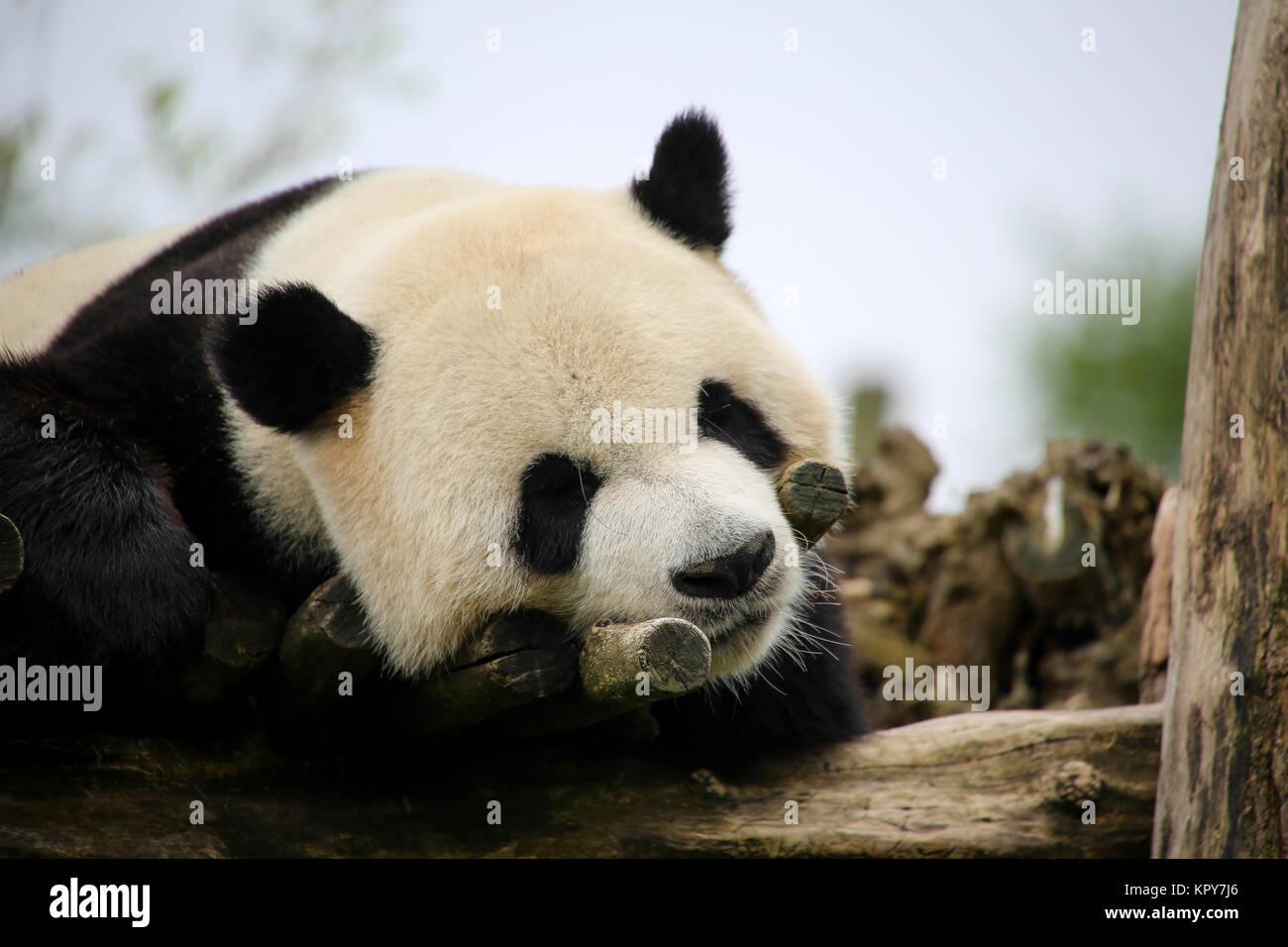 Panda in Nahaufnahme Stockfoto