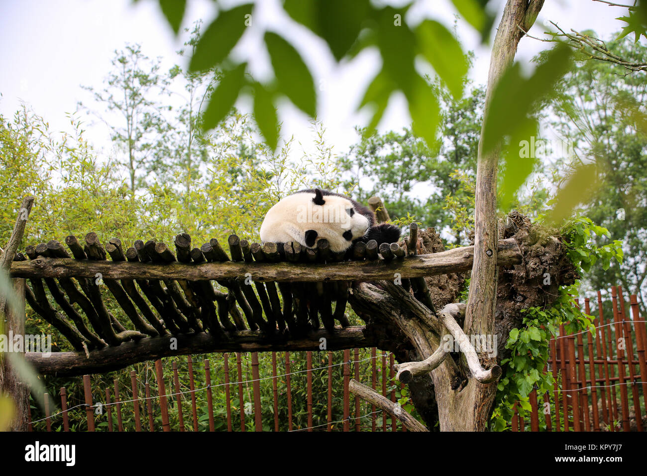 Panda in Nahaufnahme Stockfoto