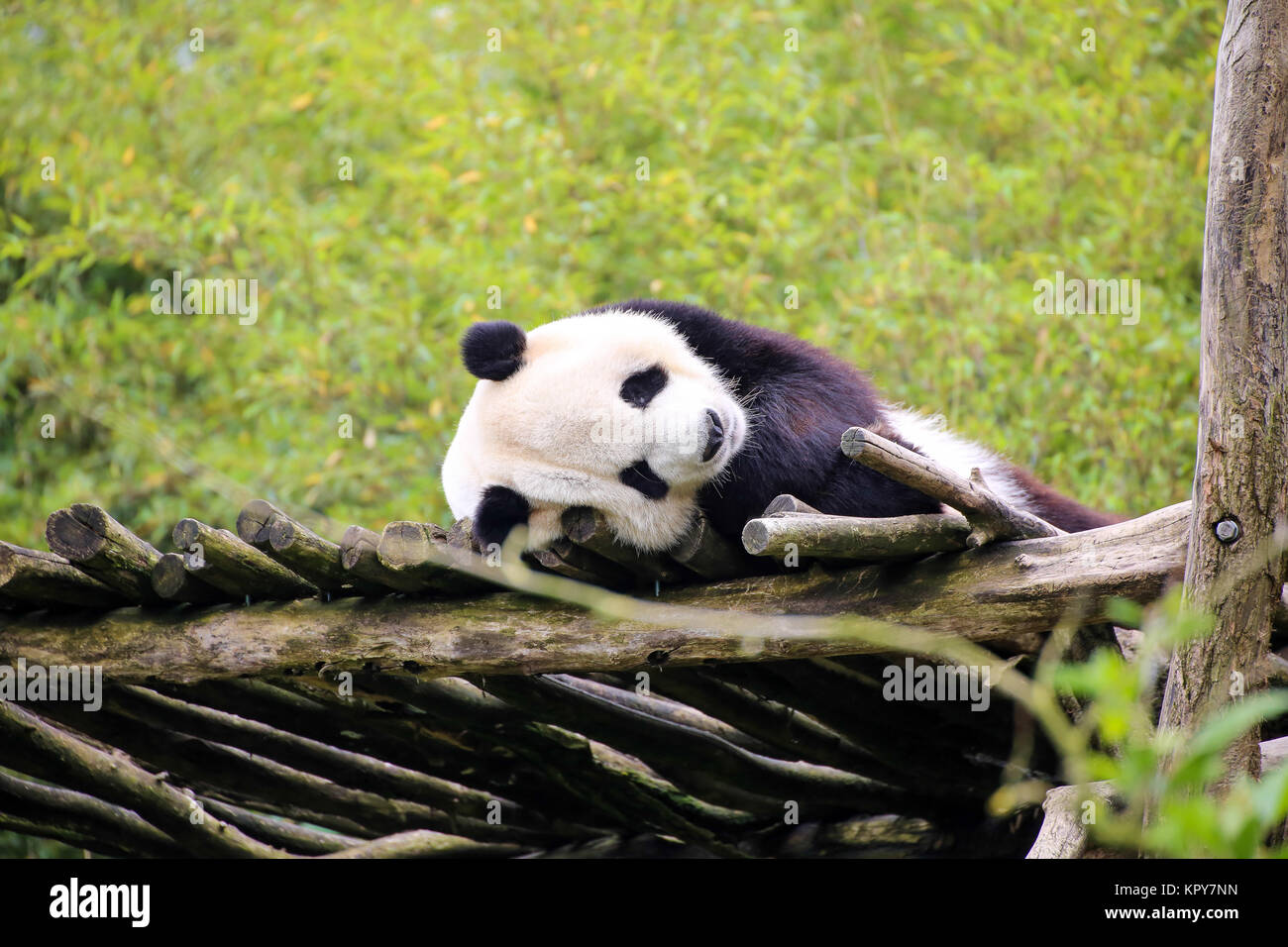 Panda in Nahaufnahme Stockfoto