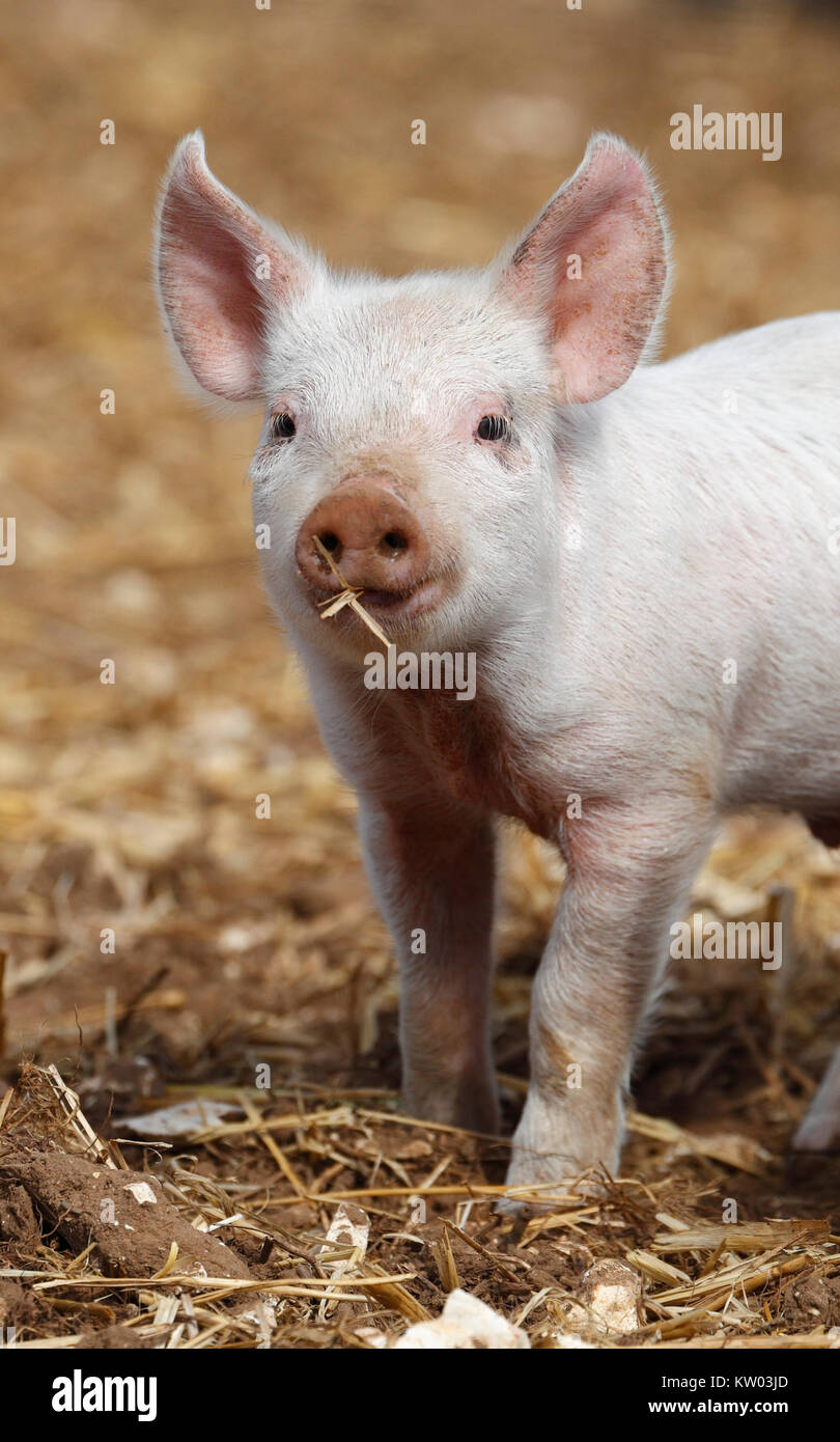 Ferkel auf einen Outdoor Pig Farm. Stockfoto