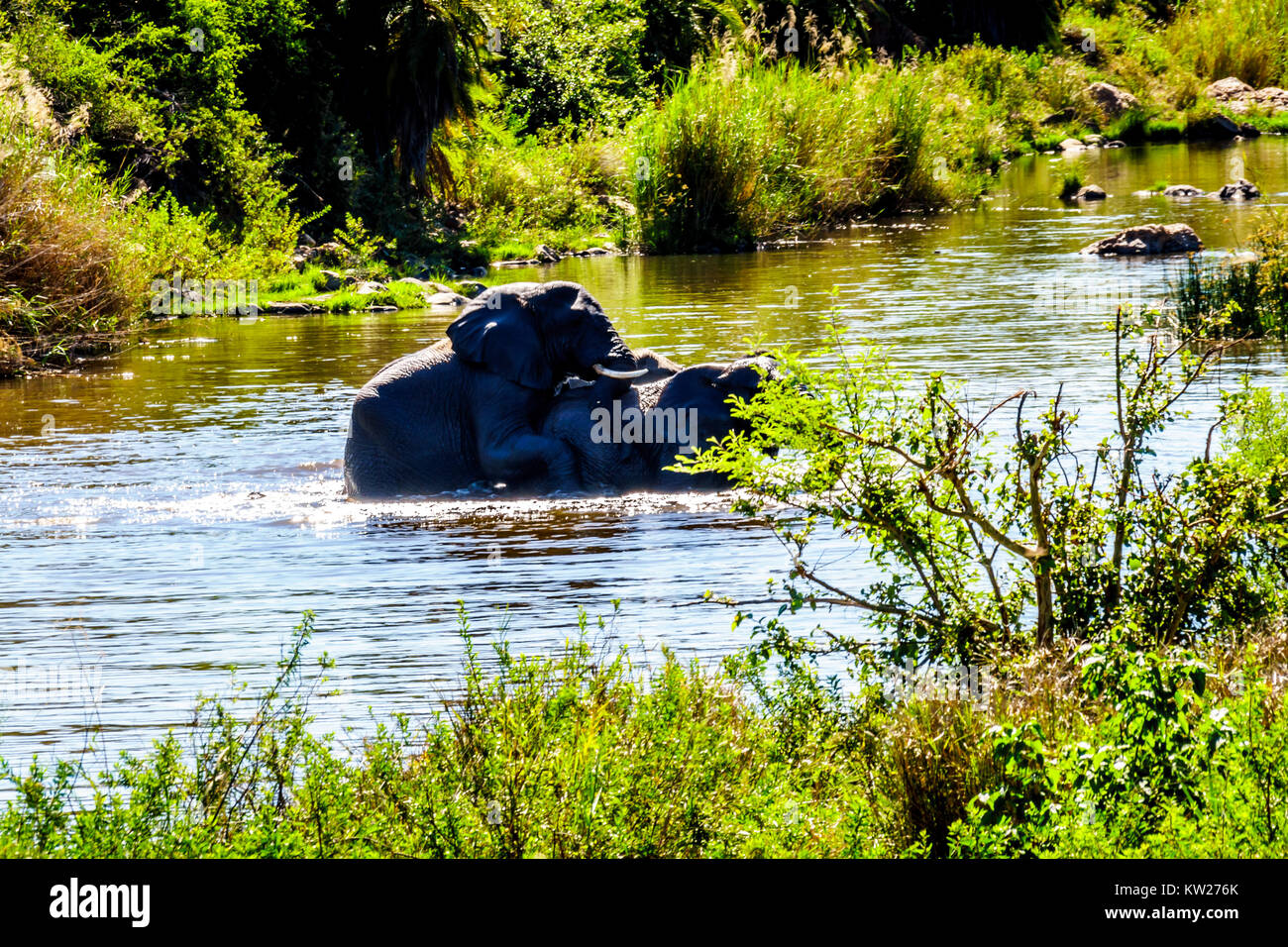 Elefanten Paarung in der Ga-Selati River, einem Nebenfluss des Olifants River, in der Nähe der Stadt Phalaborwa in Kruger Nationalpark in Südafrika Stockfoto