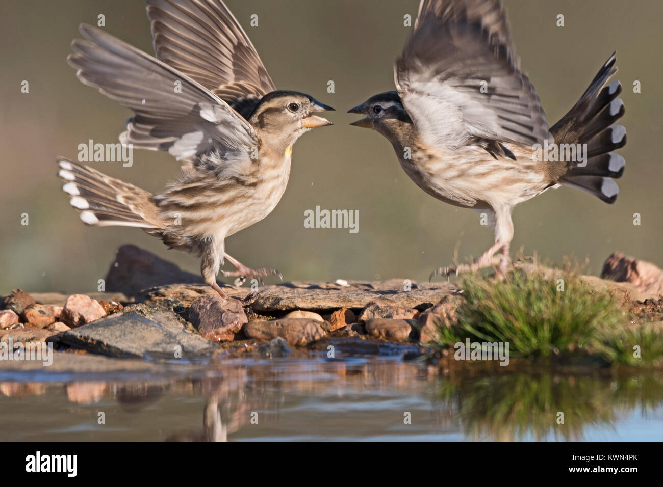 Rock Sparrow Petronia petronia Aggression Extremadura Spanien Dezember Stockfoto