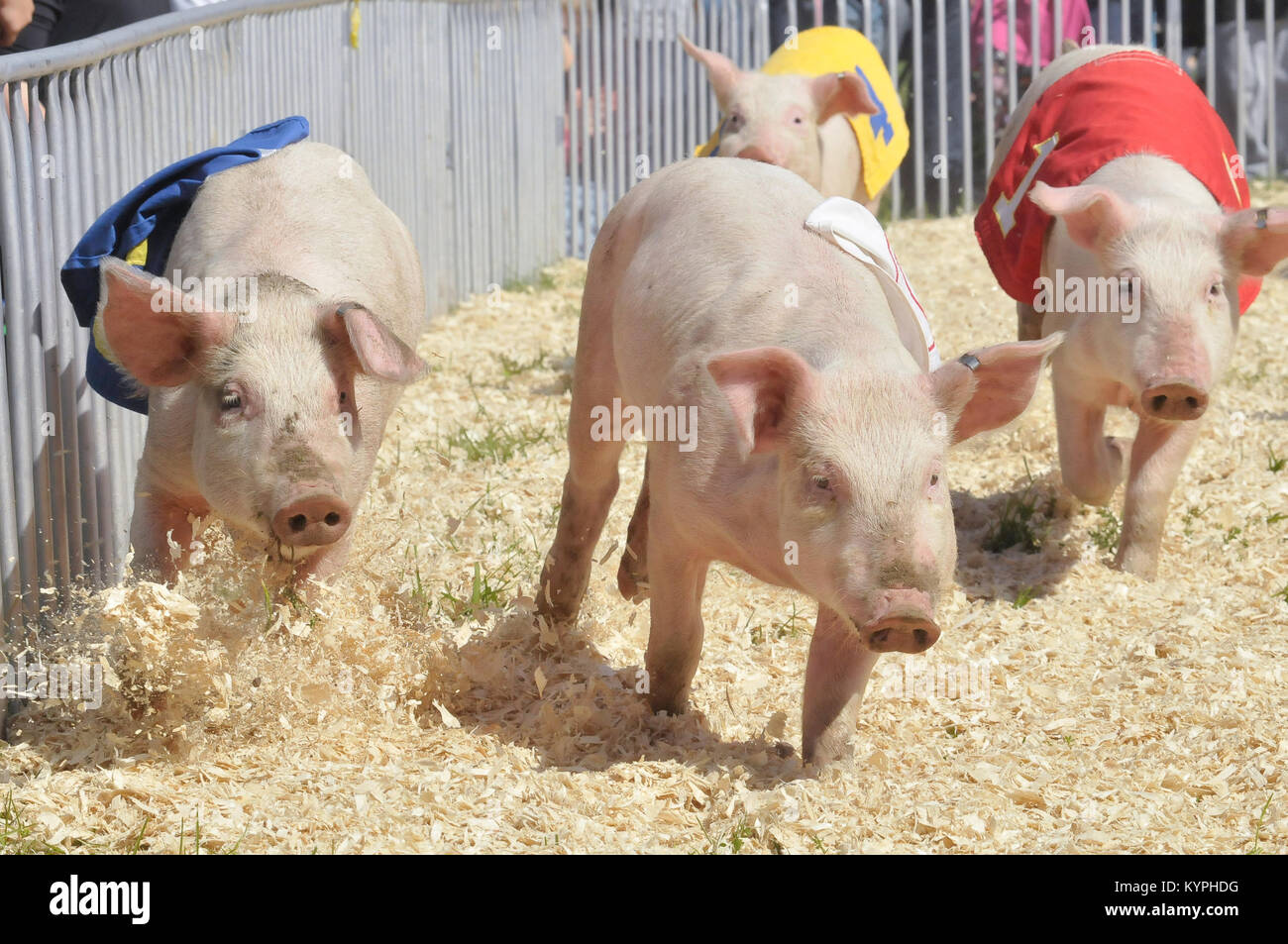 Vier kleine Schweine Rennen in County Fair Stockfoto