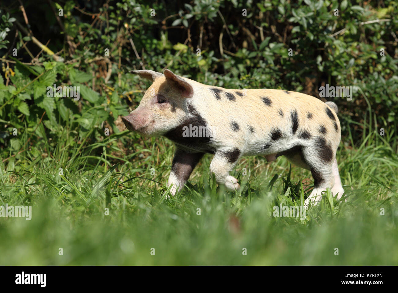 Hausschwein, Turopolje x?. Ferkel (3 Wochen alt) auf einer Wiese. Deutschland Stockfoto