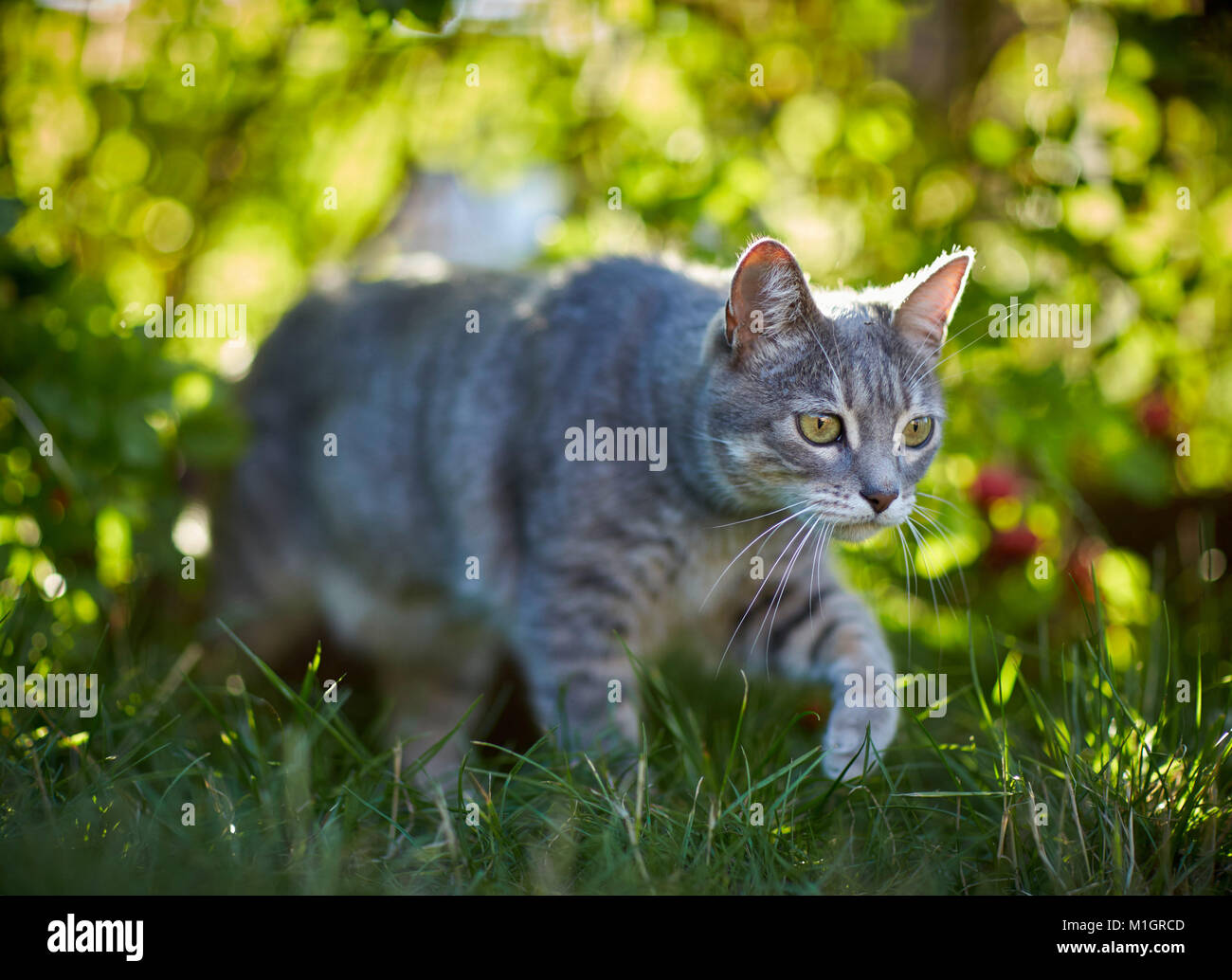 Hauskatze. Grau tabby nach Wandern in Gras. Deutschland. Stockfoto