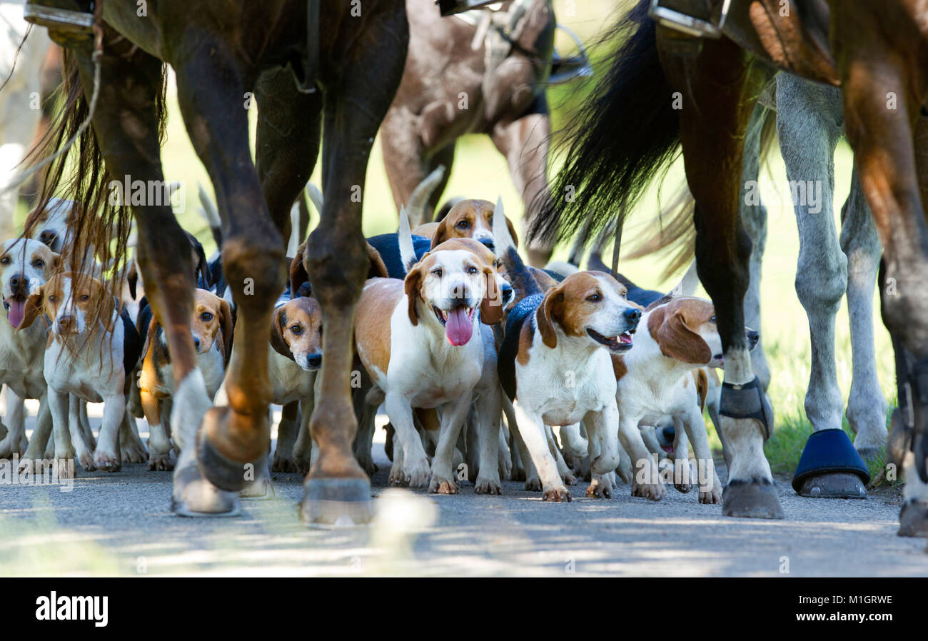 Beagle pack mit Reiter. Deutschland.. Stockfoto