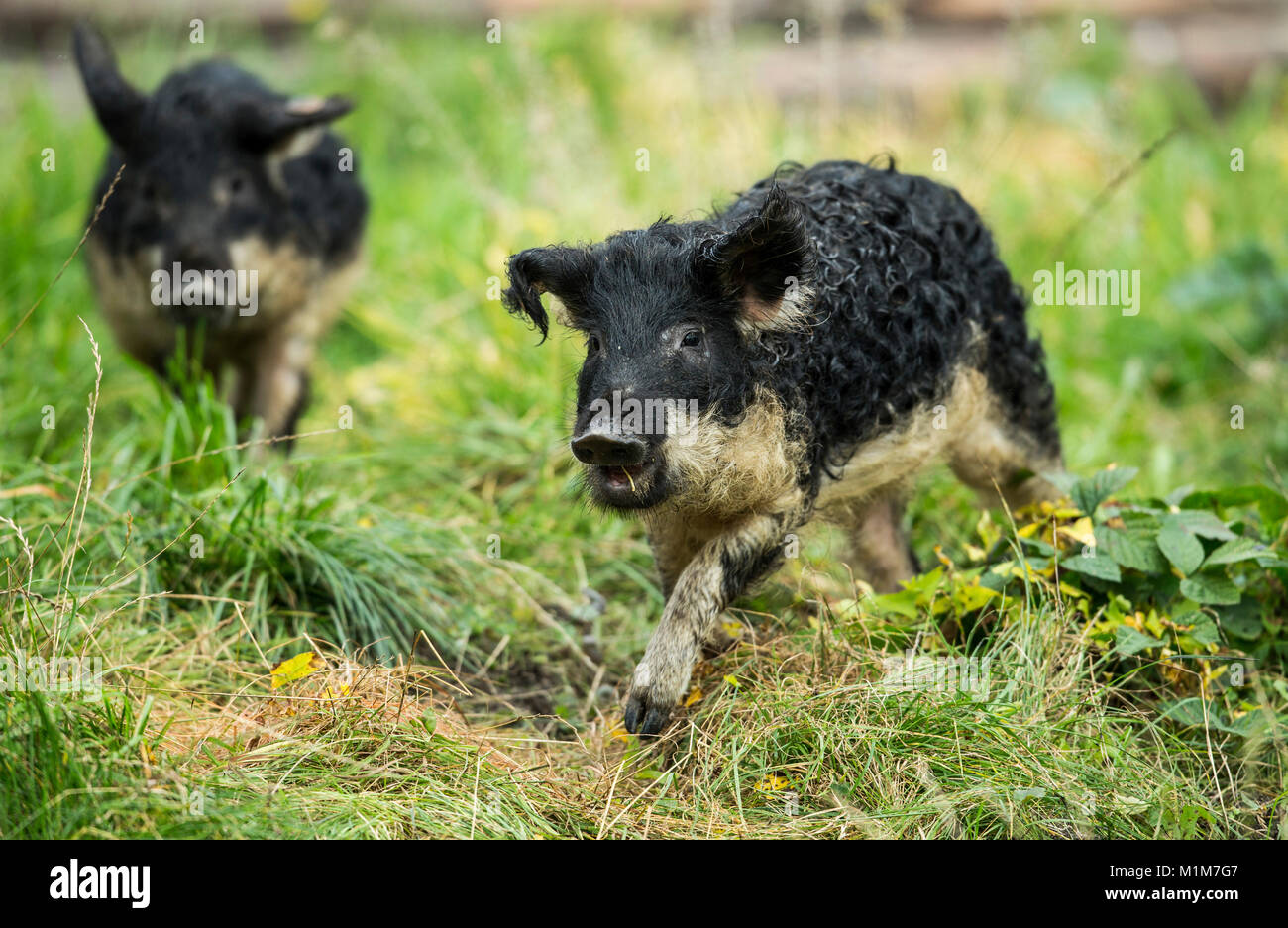 Mangalica. Zwei Ferkel auf einer Wiese. Deutschland Stockfoto