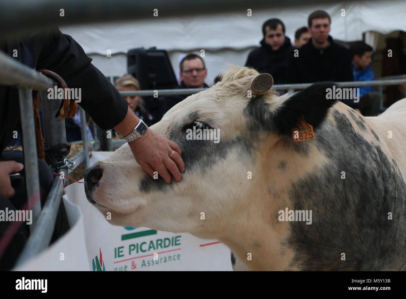 Kuh Gruß das Publikum bei einer Auktion Stockfoto