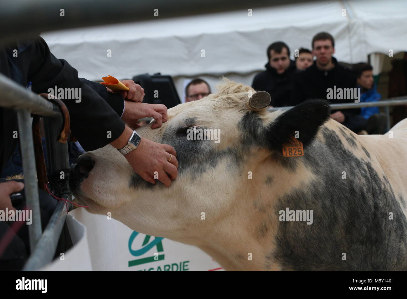 Kuh Gruß das Publikum bei einer Auktion Stockfoto