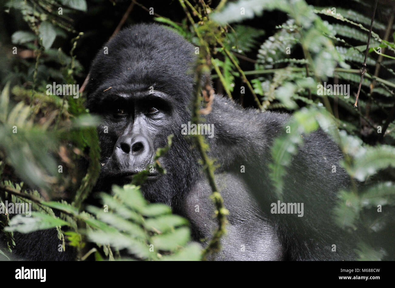 Gorilla Gesicht Nahaufnahme Stockfoto