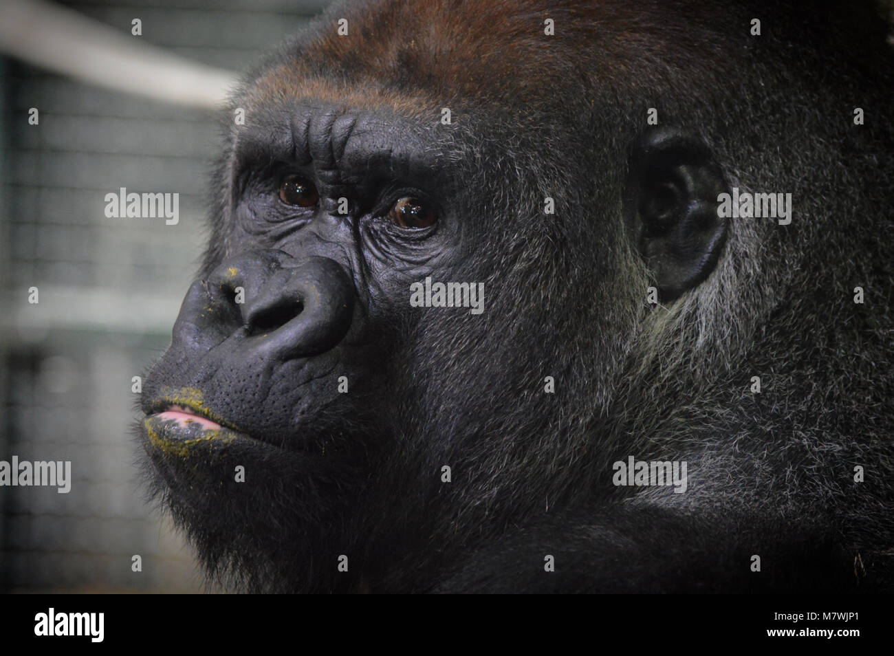 Gorilla Stockfoto