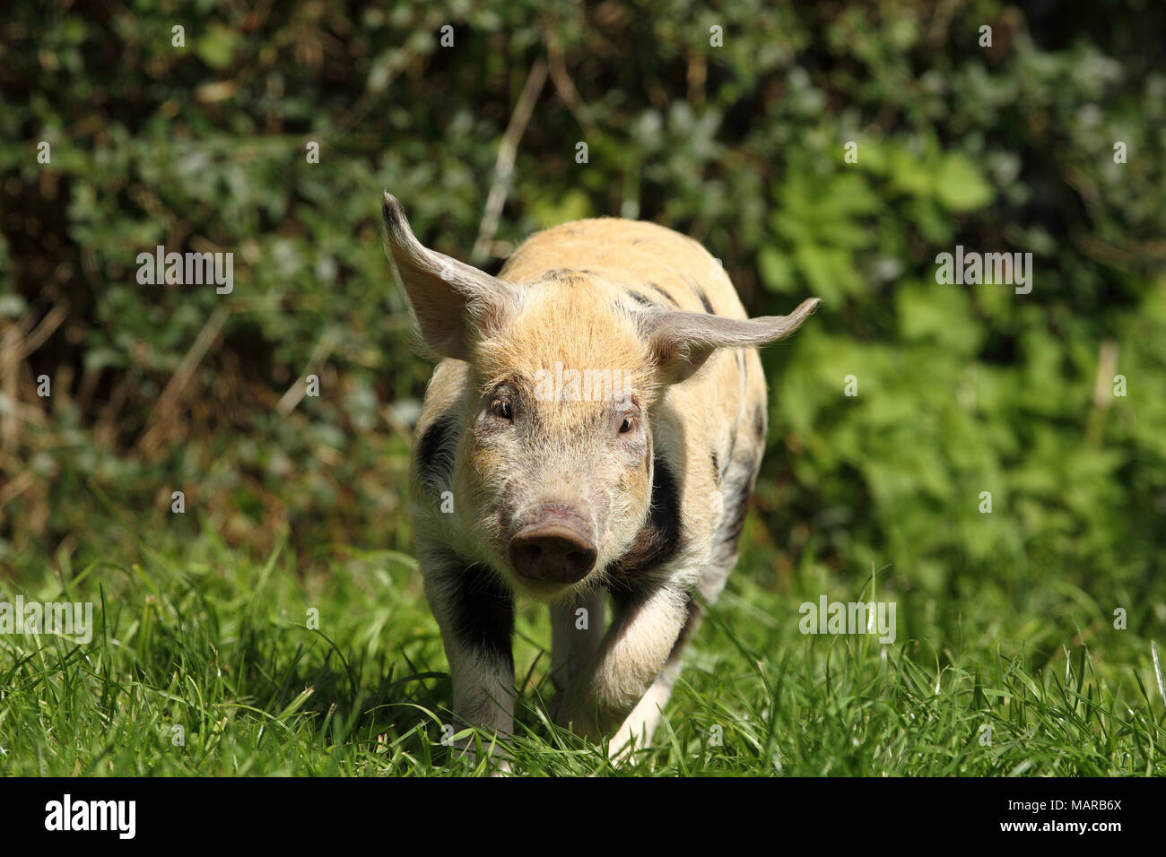 Hausschwein, Turopolje x?. Ferkel (5 Wochen alt) läuft im Gras. Deutschland Stockfoto