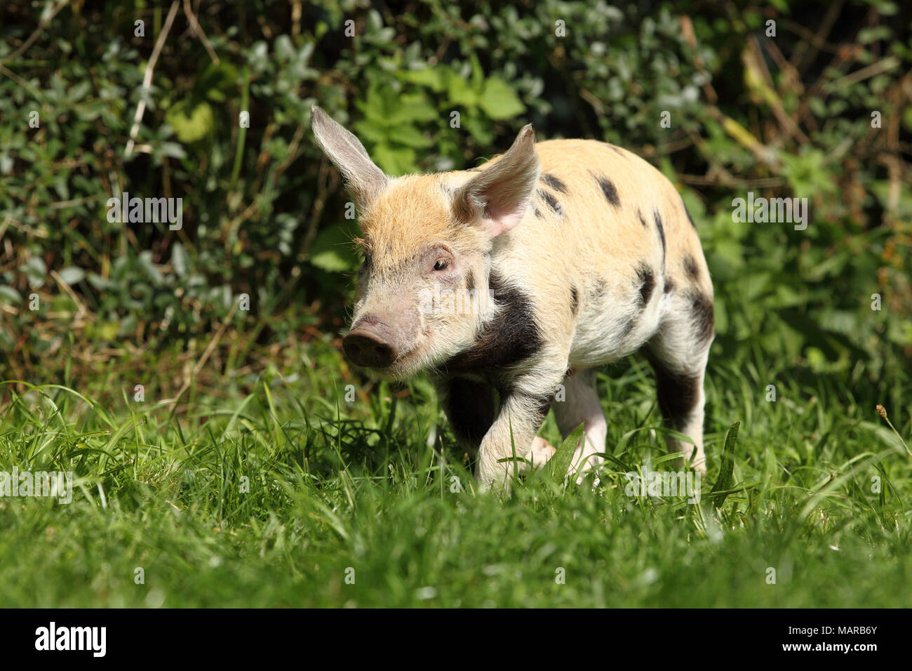 Hausschwein, Turopolje x?. Ferkel (5 Wochen alt) läuft im Gras. Deutschland Stockfoto