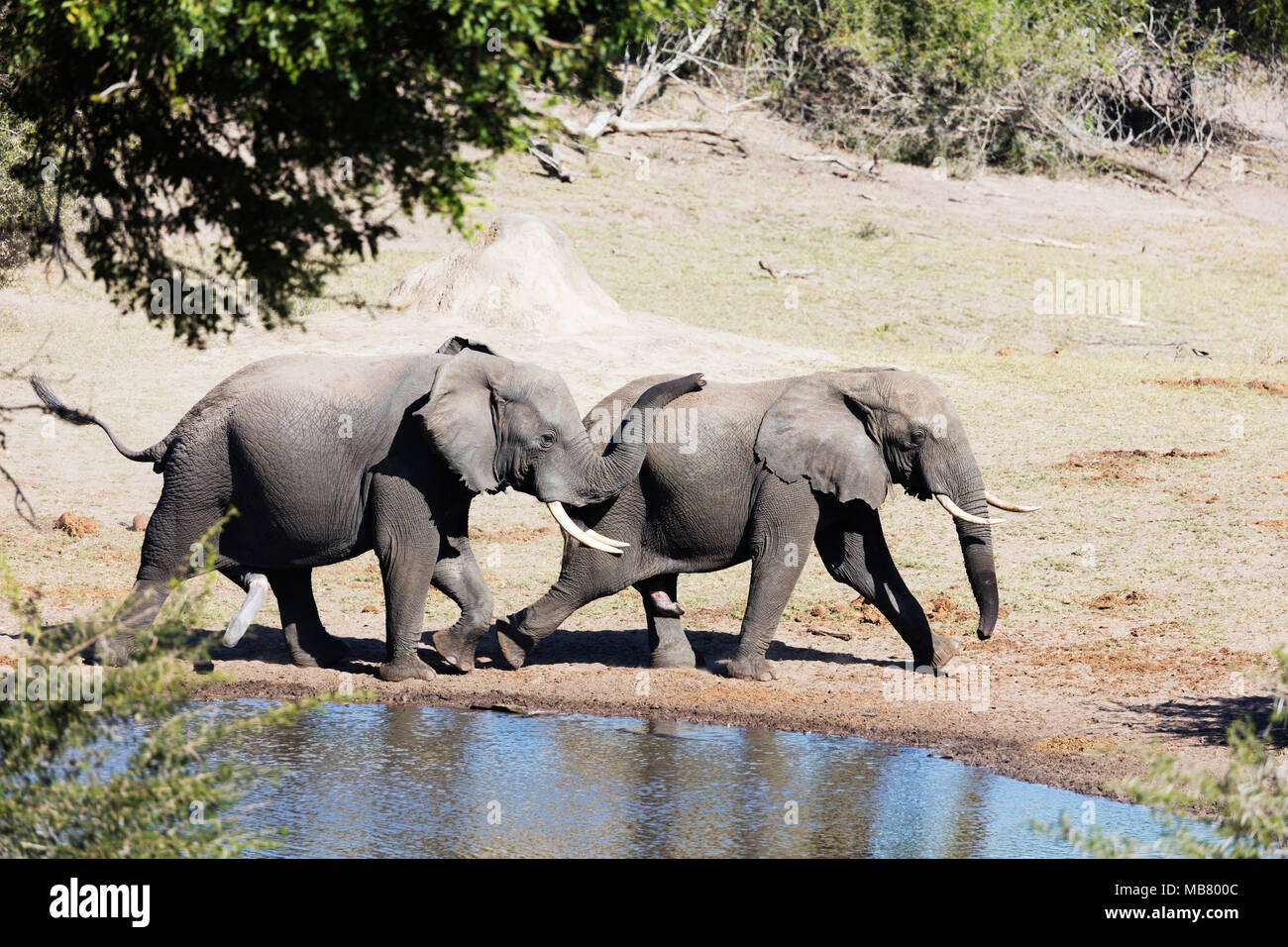 Südafrika, Kwazulu-Natal, Tembe Elephant Park, Afrikanischer Elefant, Loxodonta Africana Stockfoto