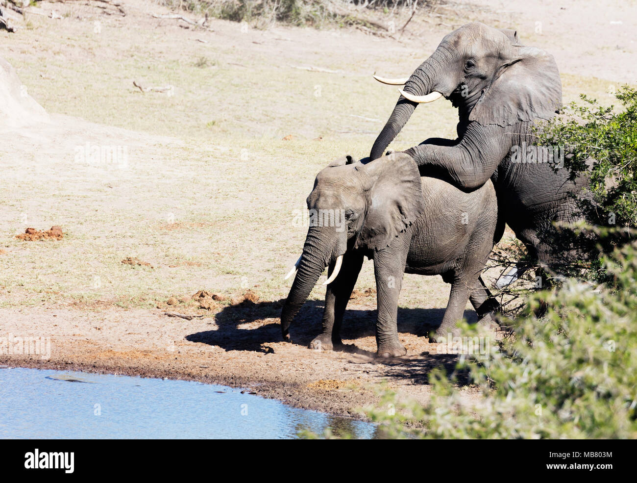 Südafrika, Kwazulu-Natal, Tembe Elephant Park, Afrikanischer Elefant, Loxodonta Africana Stockfoto