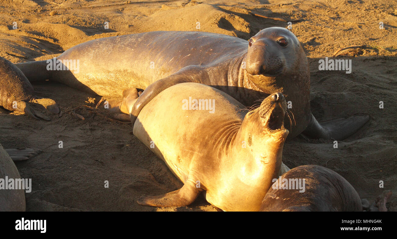 Ein paar Seeelefanten Paarung entlang der Küste von Kalifornien. Stockfoto