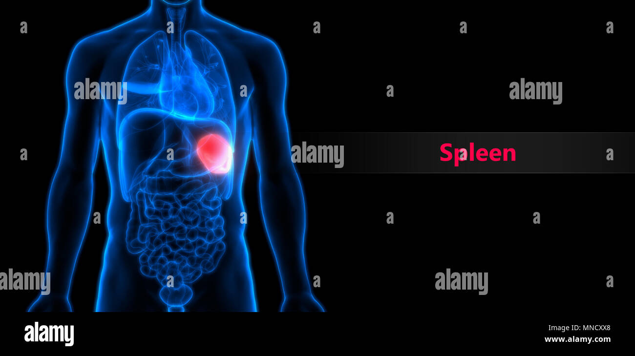 Menschlichen Körper Organe Milz Anatomie Stockfoto