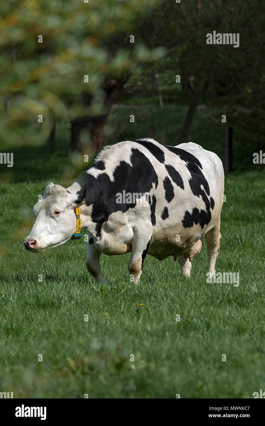 Kuh, Rasse blaue Belgier Weibchen Beweidung, Mecklenburg-Vorpommern, Deutschland Stockfoto