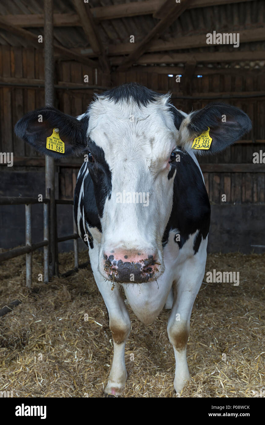 Tier portrait einer Kuh in einer Scheune, die Rasse weiß blau Belgischen (Bos taurus), Mecklenburg-Vorpommern, Deutschland Stockfoto