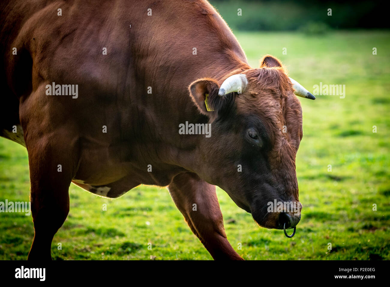 Blaue Belgier Vieh Stier Stockfoto