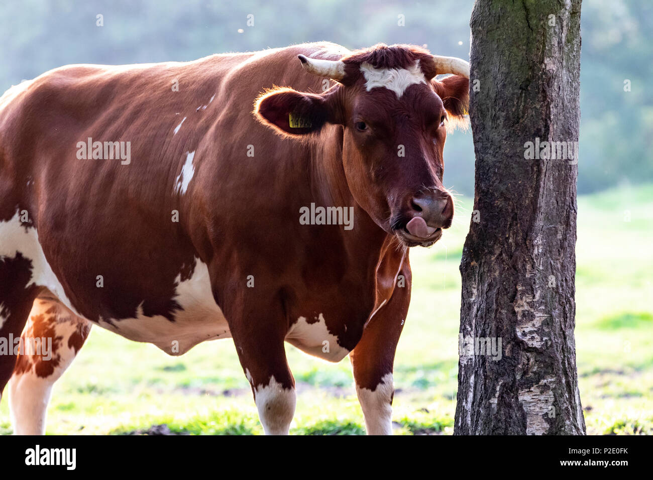 Blaue Belgier Vieh Stier Stockfoto