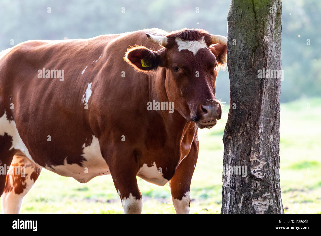 Blaue Belgier Vieh Stier Stockfoto