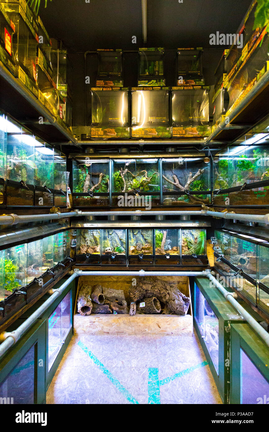 Tanks mit Echsen und Reptilien, Innenraum eines Pet Shop, Manchester, UK Stockfoto