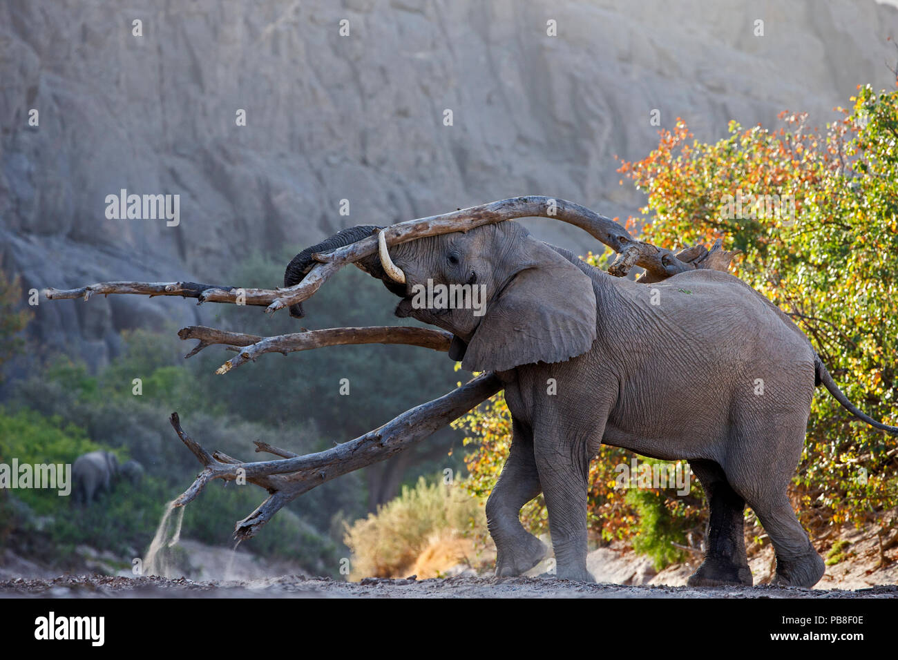 Afrikanischer Elefant (Loxodonta africana), Stier, weiblich, Hoanib River, Namibia, im November zu gewinnen. Stockfoto