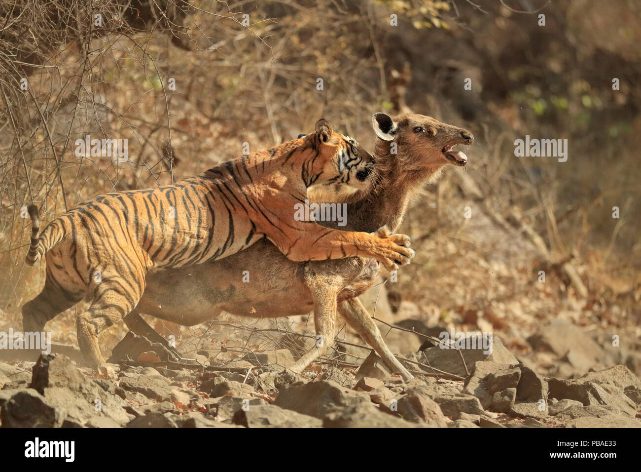 Bengal Tiger (Panthera tigris tigris) Weibliche 'Noor T19', Sambar Hirsche (Rusa unicolor) Ranthambhore, Indien. Sequenz 6 von 18. Stockfoto