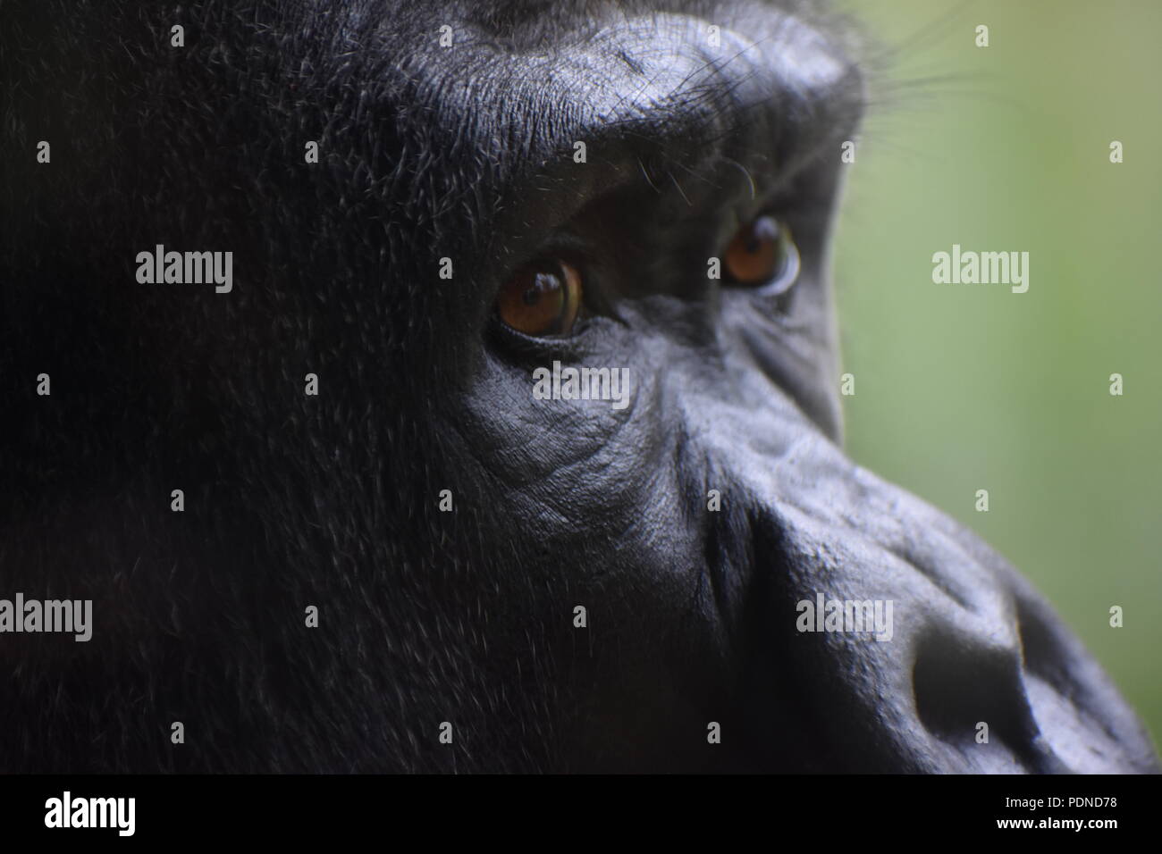 Der Gorilla Augen super Nahaufnahme Stockfoto