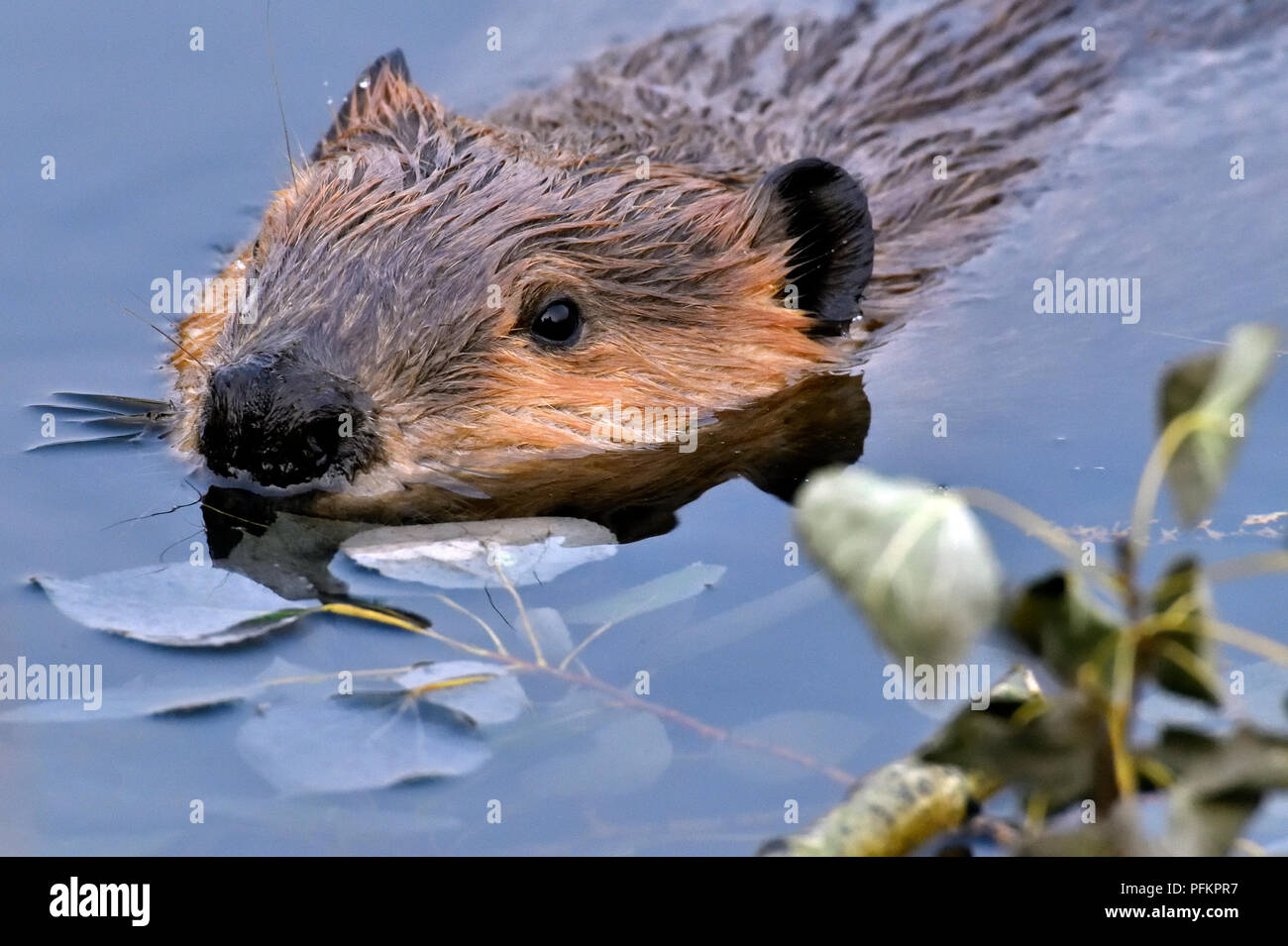 Eine Nahaufnahme Bild eines wilden Biber (Castor Canadensis); Schwimmen in der Biber Teich an Maxwell Lake in der Nähe von Hinton Alberta Kanada Stockfoto