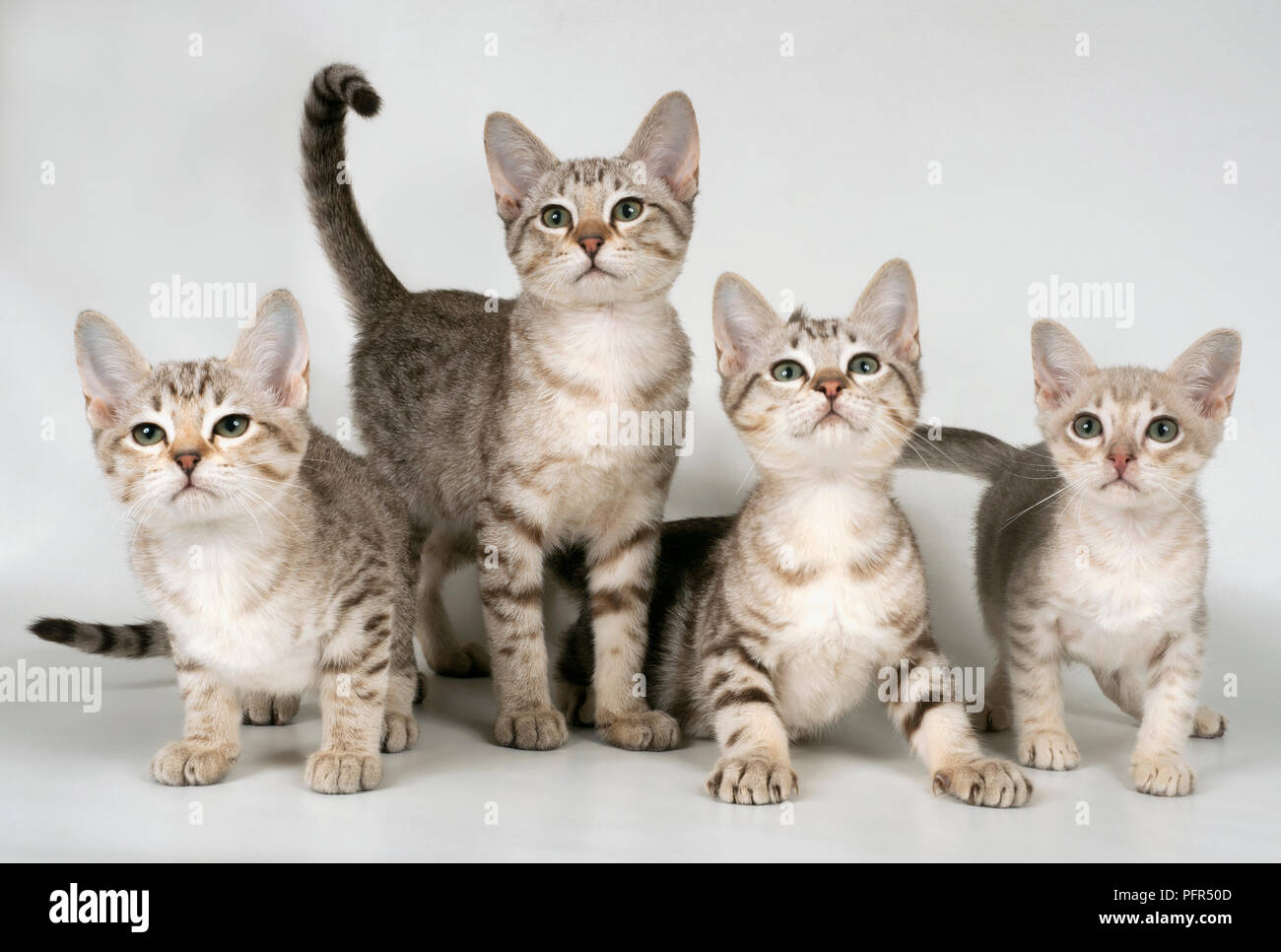 Australische Nebel Kurzhaarkatze Stockfoto