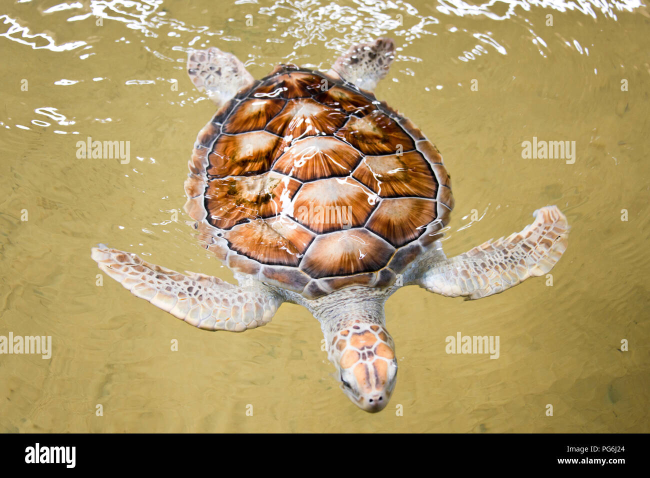 Horizontale Nahaufnahme einer seltenen albino Green Turtle in Sri Lanka. Stockfoto