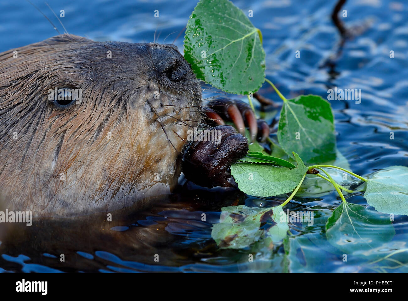 Eine Nahaufnahme Bild eines wilden Biber (Castor Canadensis); Fütterung auf grünen Aspen Blätter in Maxwell Lake in der Nähe von Hinton Alberta Kanada Stockfoto