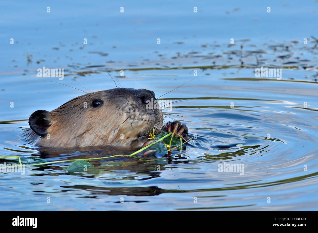 Eine Nahaufnahme Bild eines wilden Biber (Castor Canadensis); Fütterung auf grünen Aspen Blätter in Maxwell Lake in der Nähe von Hinton Alberta Kanada Stockfoto