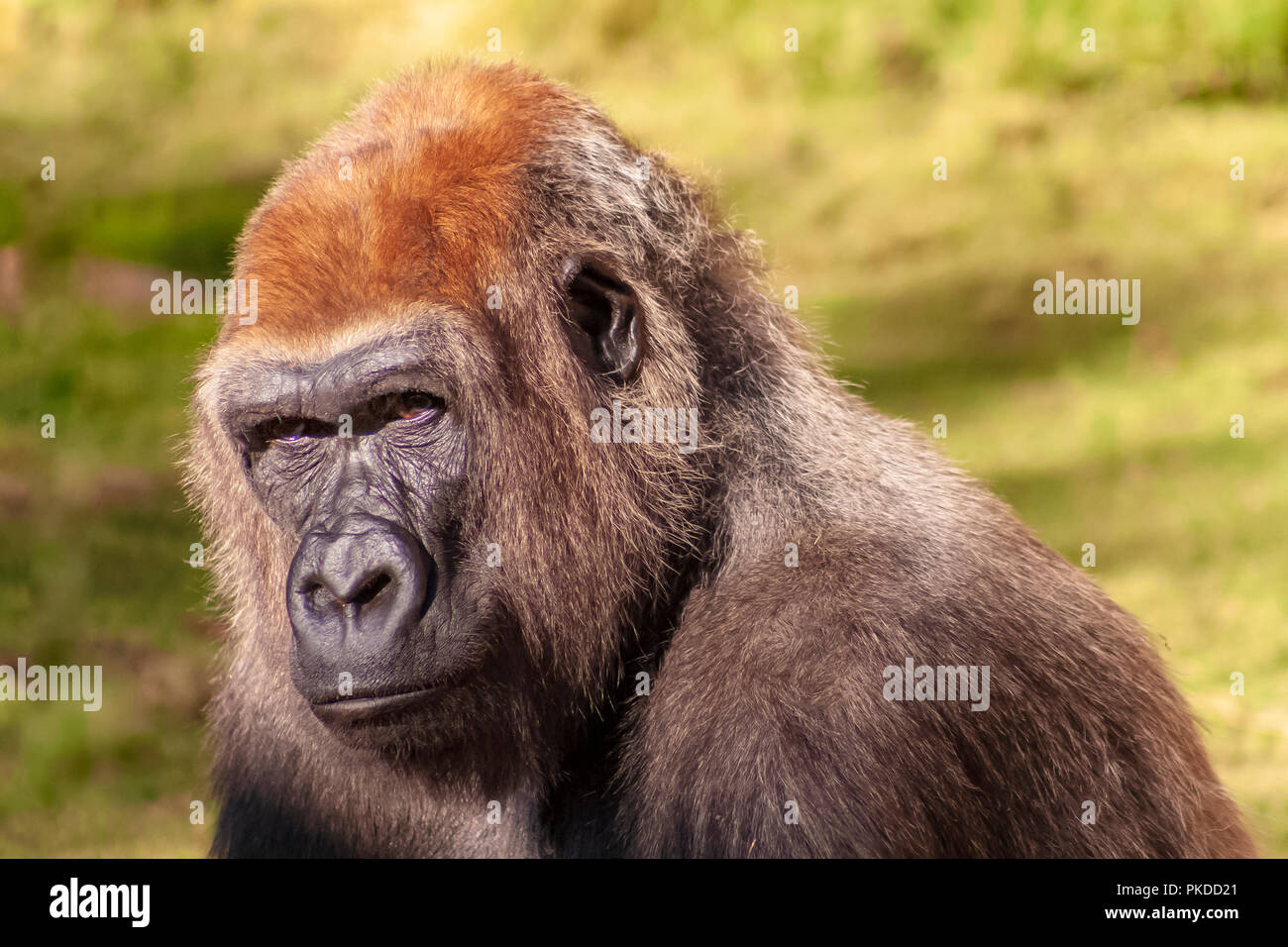 Gorilla Gesicht close-up Stockfoto