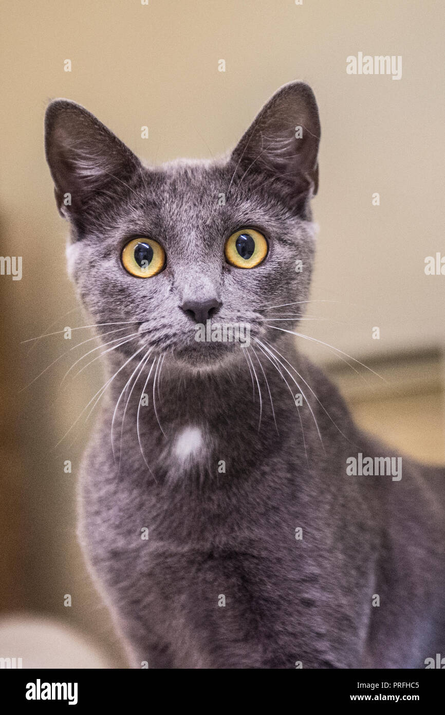 Russisch Blau Katze Stockfoto