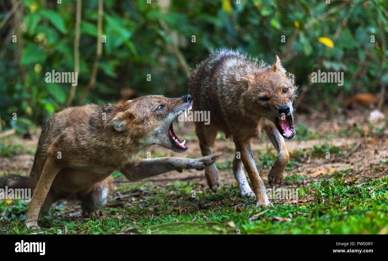 Ein männlicher Schakal mit Aggression auf einem weiblichen Stockfoto