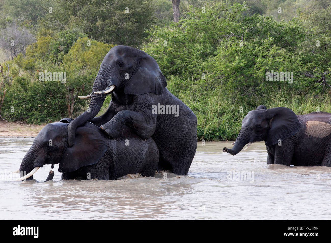 Krüger National Park. Afrikanische Elefanten (Loxodonta africana) Paar Verpaarung. Südafrika. Stockfoto