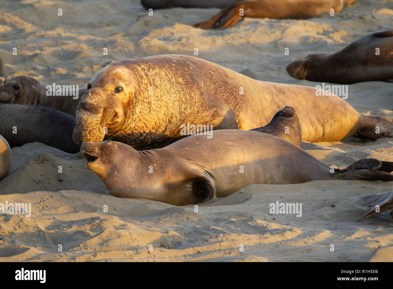 Nördliche See-Elefant (Mirounga leonina angustirostris) männlich, Paarung Vorschüsse auf weiblich. Auch als See Elefanten bekannt. Stockfoto