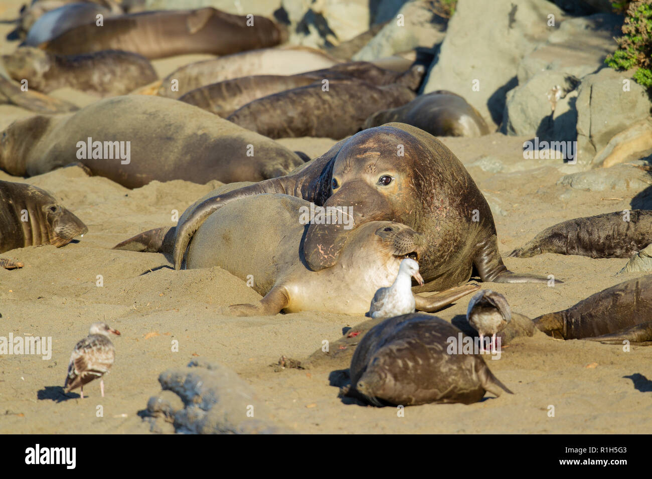 Nördliche See-Elefant (Mirounga leonina angustirostris). Auch als See Elefanten bekannt. Passende Aktivität an der Piedras Blancas Elefant robbekolonie. Stockfoto