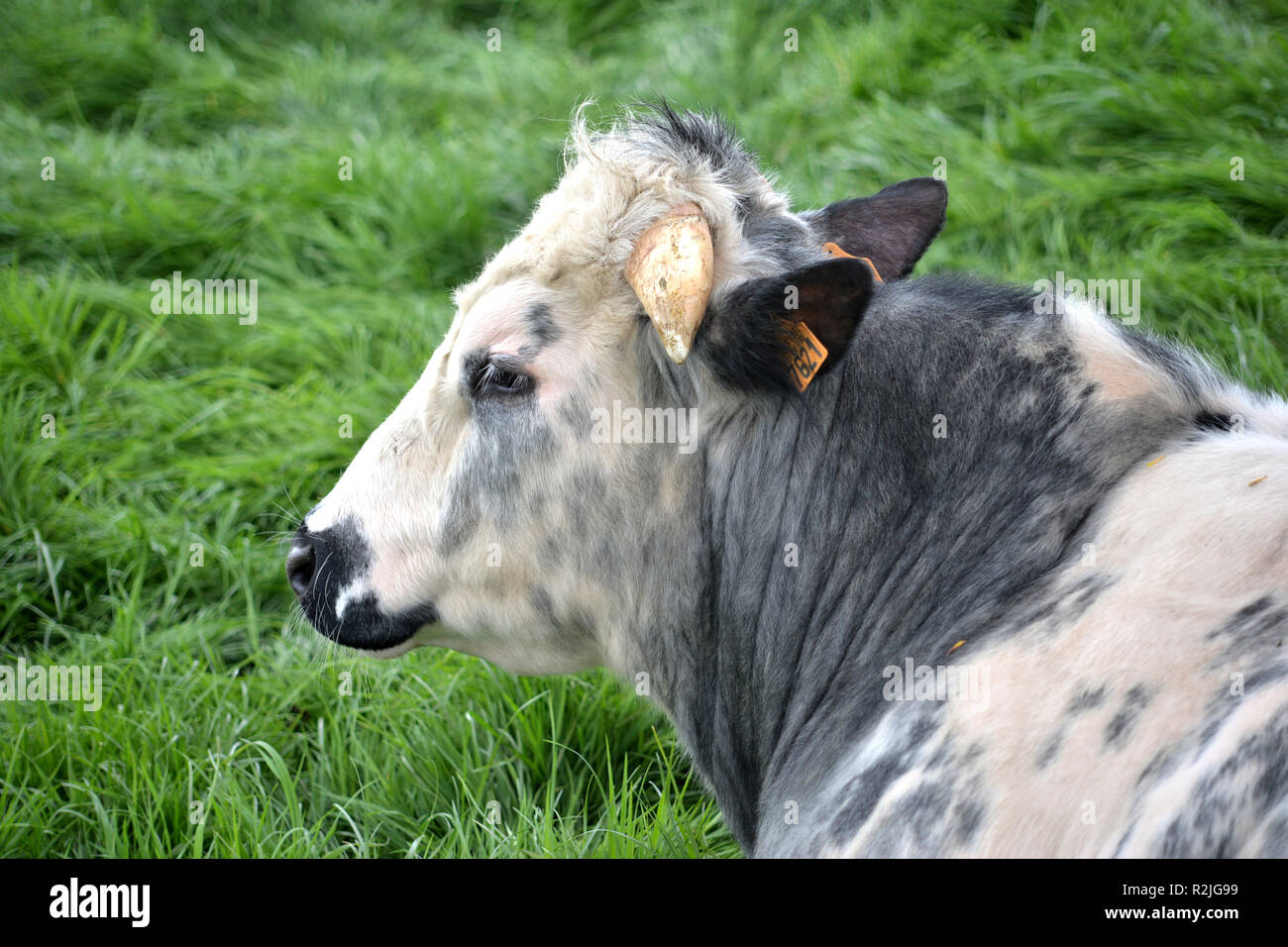 Belgische blaue Kuh in Feld in der Nähe von Mesen, Belgien Stockfoto