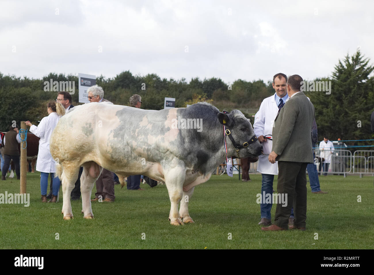 Weiße britische Blauer Elefant im show Ring Stockfoto